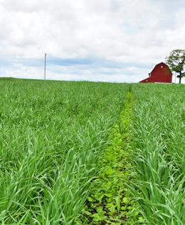 Cover crops protect this Delaware County crop field from soil erosion.