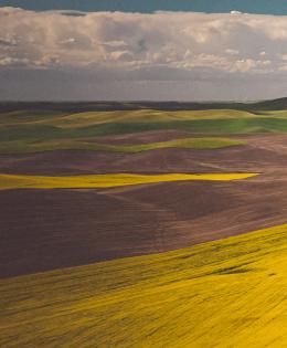 Yellow and green fields, Palouse, Eastern Washington