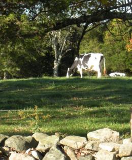 Cows grazing and relaxing in field at scenic Connecticut farm. A stone wall is in the foreground.