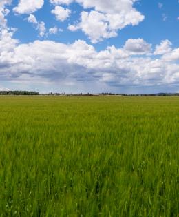 Panoramic view of barley field in Yellowstone County, Montana