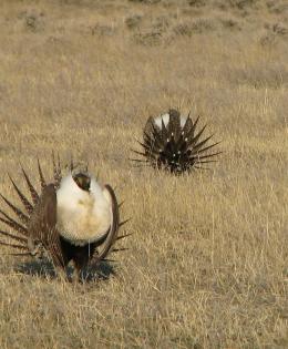 Male sagegrouse gather at a lek in Central Montana and perform competitive displays to attract females.