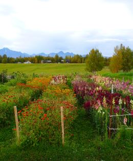 Farmland in Alaska
