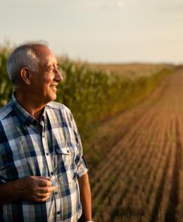 Senior farmer standing in corn field examining crop at sunset