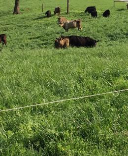 EQIP Header, cattle grazing in a field