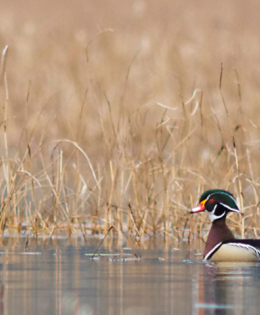 wood duck swimming in wetland