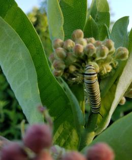 Monarch caterpillar feeding on common milkweed.