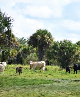 Cattle Grazing in a Florida Ranch Field