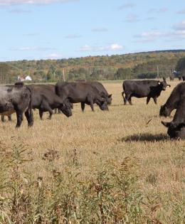 Beef cattle grazing on pasture in Iron County