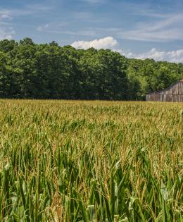 Maryland Barn in cornfield