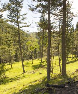 new grass grows under thinned pine forest