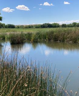 A wetland easement in new mexico