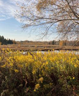 Pollinator planting with yellow plants, a birch tree, and a water reserve