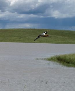 Avocet flying over a Prairie Pothole wetland.