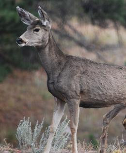 deer for wildlife habitat page