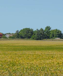 A farmstead sits next to a soybean crop outside of Ottosen, Iowa, Sept. 17, 2017. USDA Photo by Preston Keres