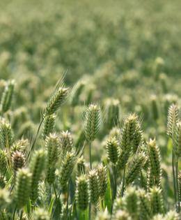 Open field of wheat in North Carolina
