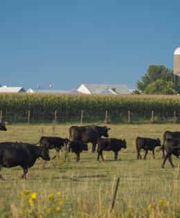 Cattle graze in a field outside of Walcott, Iowa, Sept. 13, 2017.
USDA Photo by Preston Keres