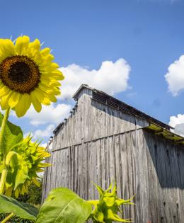 Goldpetal Farms grows sunflowers in Chaptico, Md., July 17, 2021.
USDA/FPAC Photo by Preston Keres

