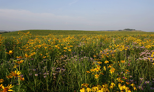 Prairie Agriculture Demonstration site on 60 acres at The Wilds