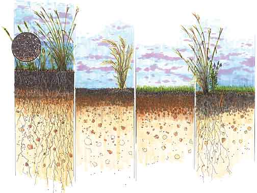 Illustration showing soil profiles of pre-settlement soil, agricultural land, compacted urban soil, restored soil.