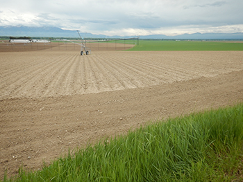 Potato field with pivot on the Kamps family farm.