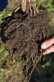 Lansink's soils are improving since he began focusing on soil health.