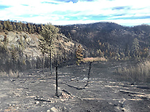 Image of trees burned by the South Moccasin Fire in Fergus County, Montana, October 2021.