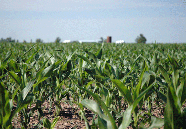 June corn in Iowa