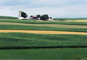 Field with strip cropping