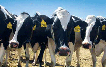 Dairy operations can receive help to reduce dust