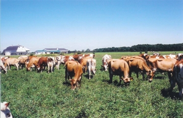 Indiana Grazing Picture