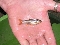 The Topeka shiner is less than three inches long typically found in prairie streams with stable stream channels and in off-channel oxbows with sandy or gravel bottoms. (Photo Courtesy of Kraig McPeek, USFWS)