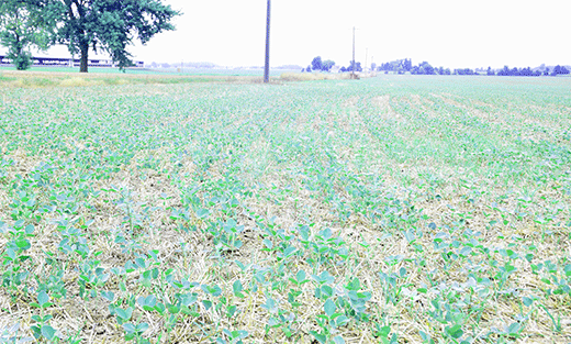 Field planted with a soyean cover crop after wheat harvest