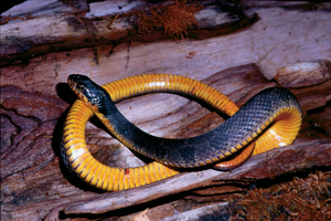Copperbelly Water Snake