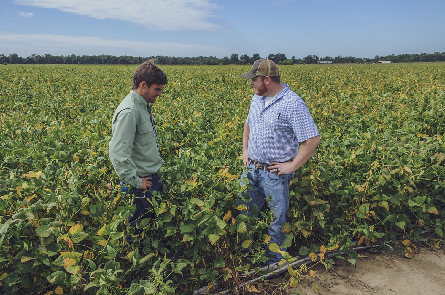Sam Pirani and Wade Hamilton in soybean field.