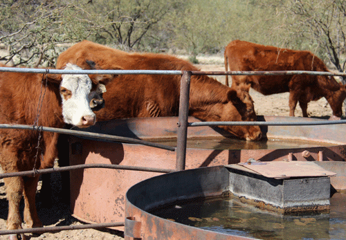 Reliable Livestock Water
