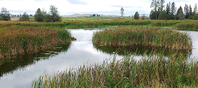 Photo of Lake County wetland with mountains in background