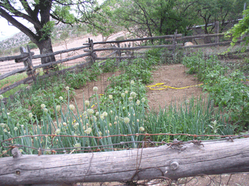 Small organic vegetable farm in Arizona