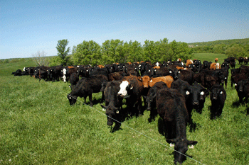 Cattle graze in a rotational grazing system in Marion County, Iowa.