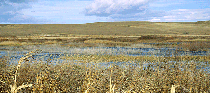 Autumn wetlands along Muddy Creek in Cascade County.
