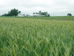 A cover crop stand of triticale, alfalfa, hairy vetch, oats and grass help protect against soil erosion, but also improve the amount of nutrients in the soil.
