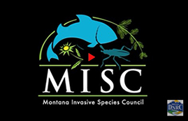 click to watch Montana Invasive Species Council video.