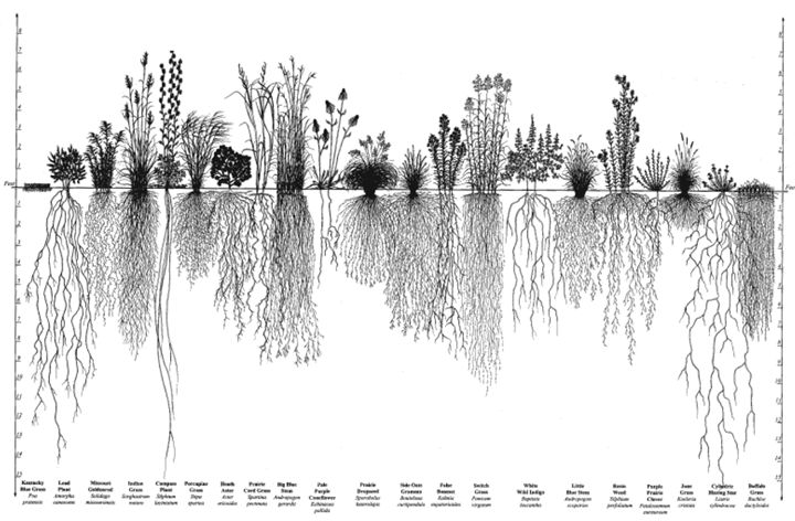 Root Systems of Prairie Plants