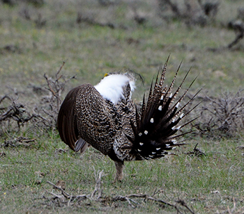 Greater sage grouse fills the air sacs on its' chest during a mating display.