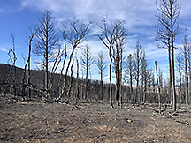 Stand of trees burned by the South Moccasin Fire in Fergus County, Montana, October 2021.