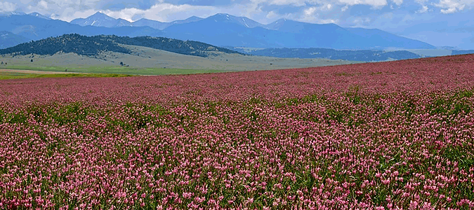 A large field of sainfoin blooming pink with a mountain in the background.