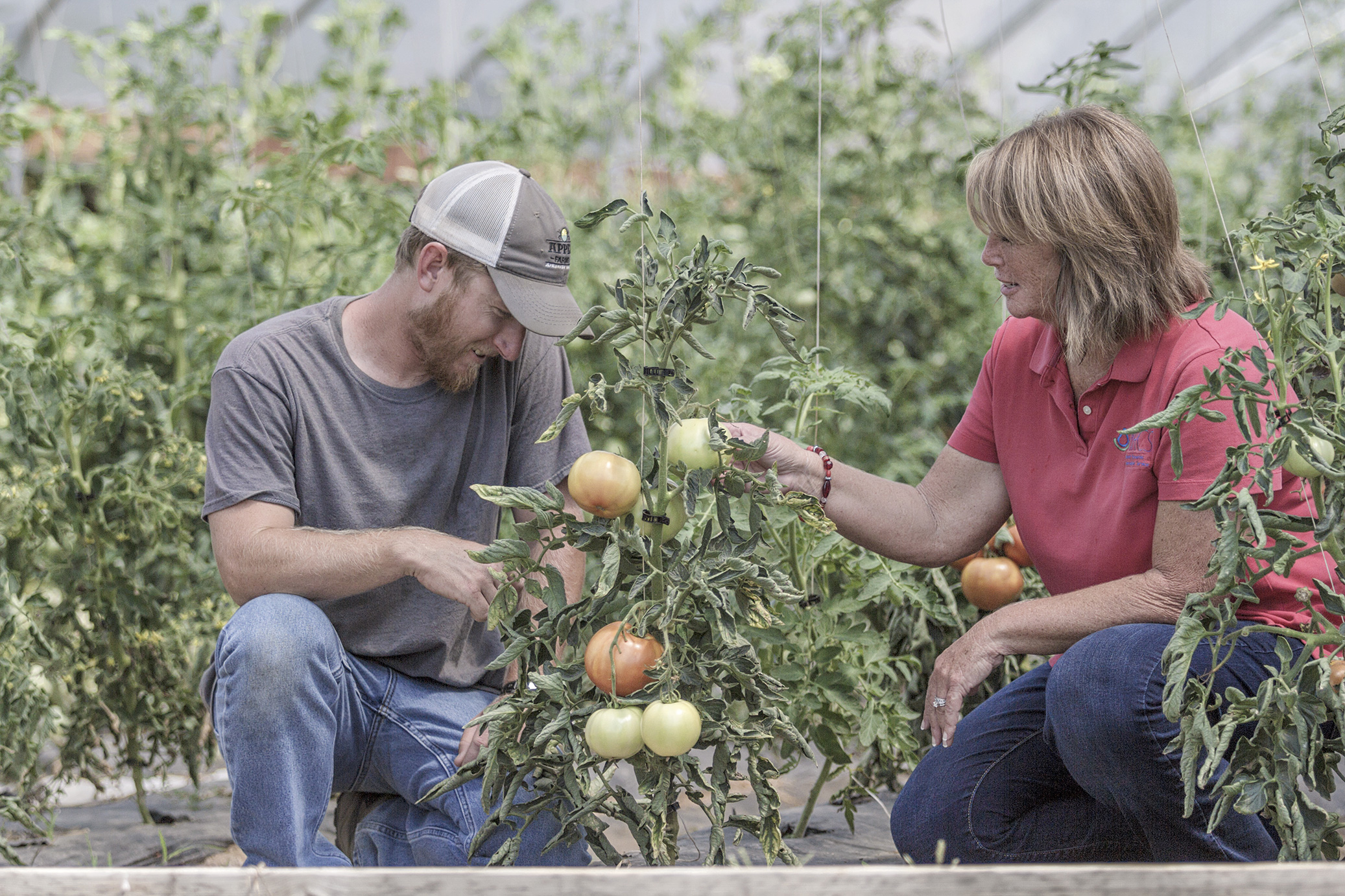 Rhonda Foster, Washington County district conservationist inspects tomatoes in Travis Appel's high tunnel. Mr. Appel received his first high tunnel in 2015.