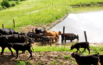 Livestock are able to drink from the pond using a limited access ramp.