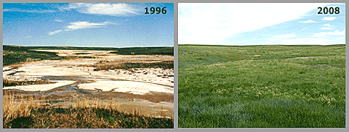 Saline seep area shows bare salt-covered ground before treatment. Same area is covered in green vegatation after treatment.