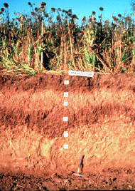 Miamian Soil Profile